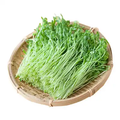 豆苗